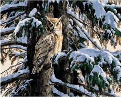 МСА703 Картина по номерам Paintboy "Сова на снежной ели"