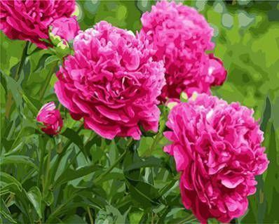 Картина по номерам Paintboy "Пионы" GX3884