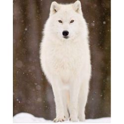 Ag5800 Белый волк (Гранни)